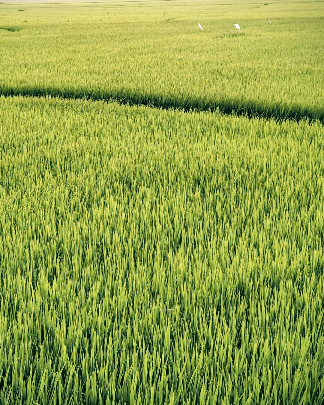 Paddy fields Haryana