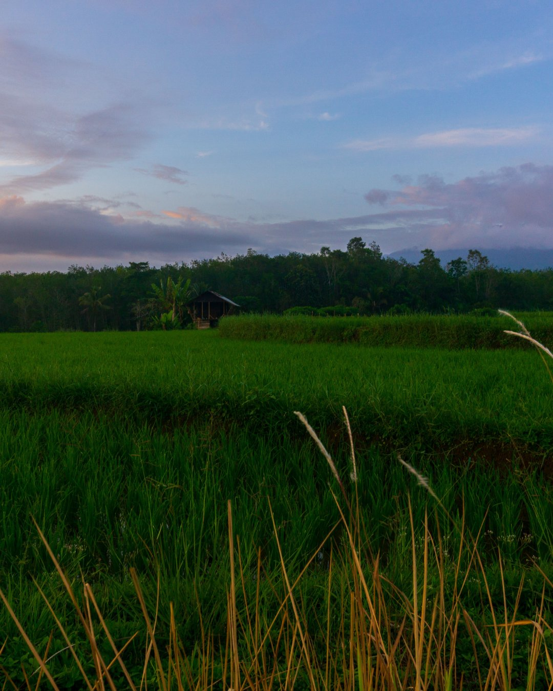 Rice field sunset